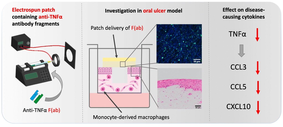 Electrospun patch delivery of anti-TNFα F(ab) for the treatment of inflammatory oral mucosal disease.
| Helen E. Colley <a href="/sheffielduni/">The University of Sheffield</a> | <a href="/UKICRS/">UKICRS</a> <a href="/CRS_FG_SkinMuco/">CRS Focus Group - Skin and Mucosal Delivery</a> 
[50 days' free access]
#electrospinning #oralpatch #mucosaldelivery 
authors.elsevier.com/sd/article/S01…
