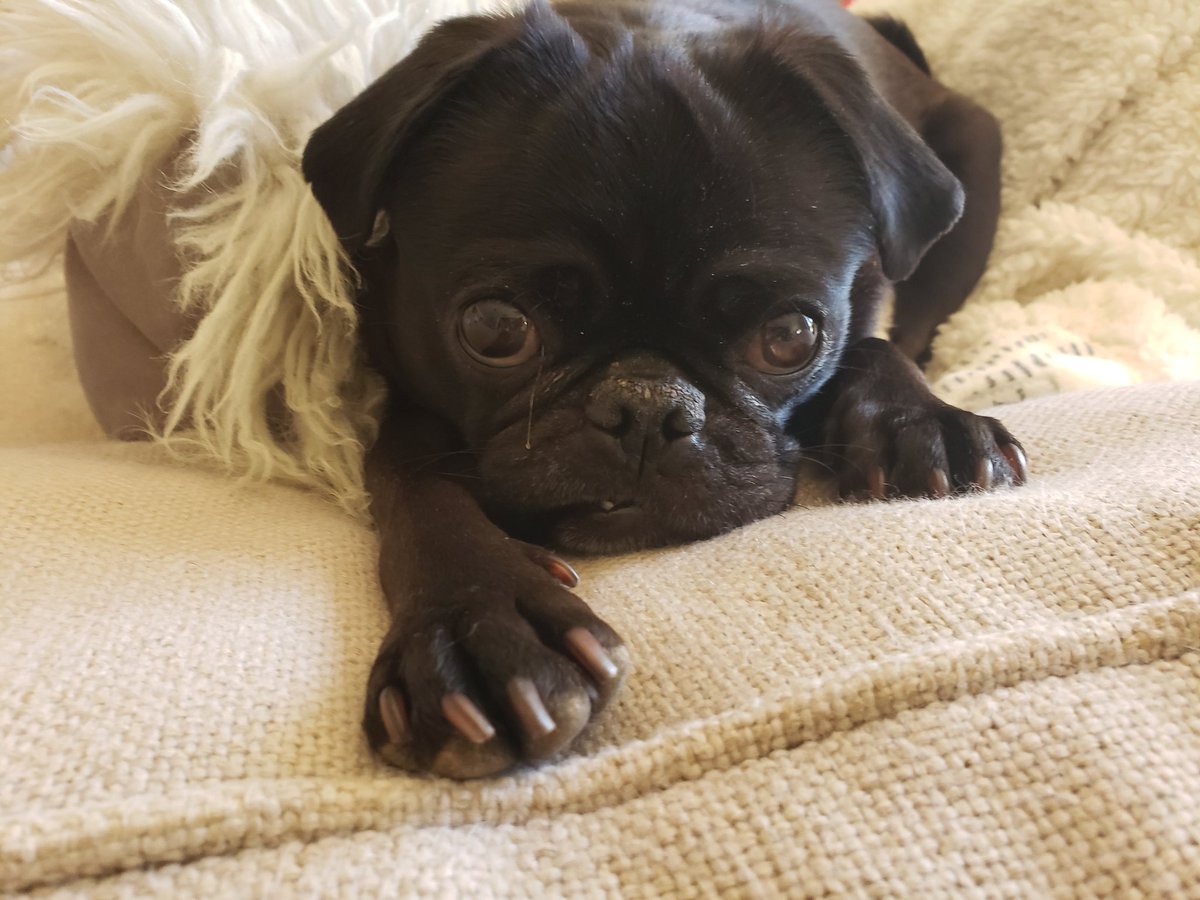 petgoodman1's tweet photo. @pugmama4life Omg- he is so adorable. Reminds me so much of my Bumble😀. Congratulations ❤ https://t.co/qQoT9yPuHB