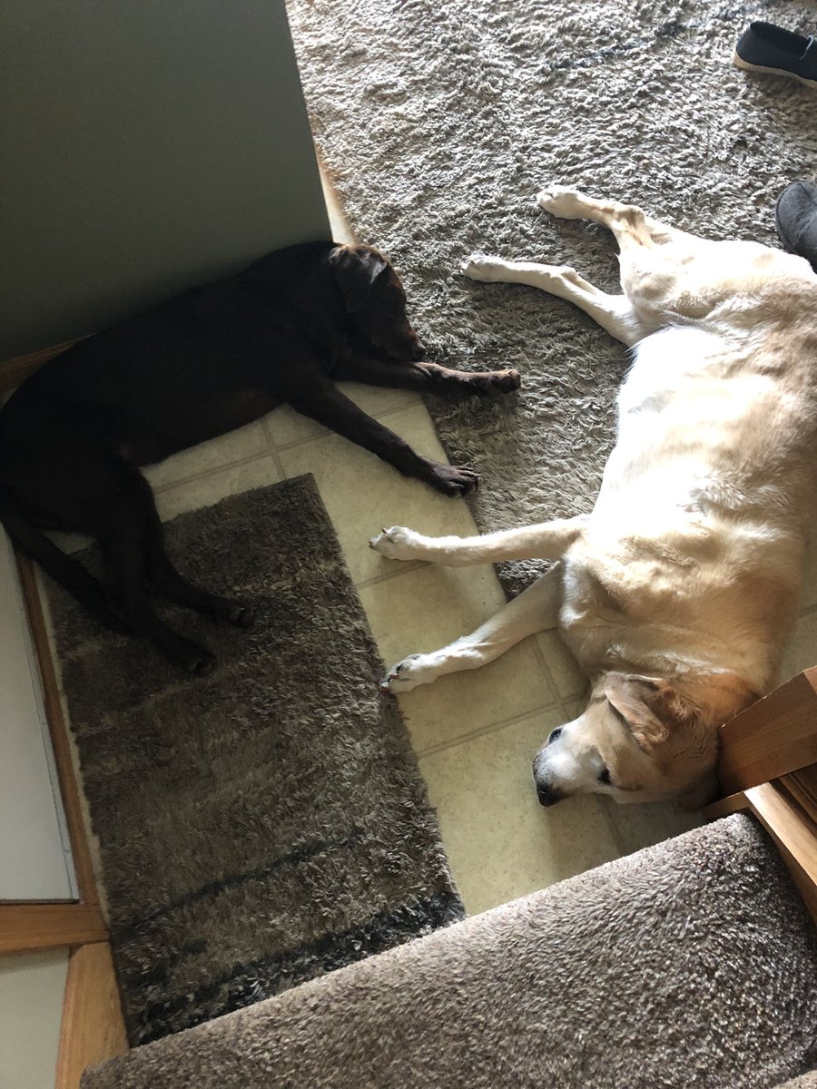 Happy #InternationalDogDay to a pair of the best pooches! Raina (left) celebrates her first. Jasper her 13th!