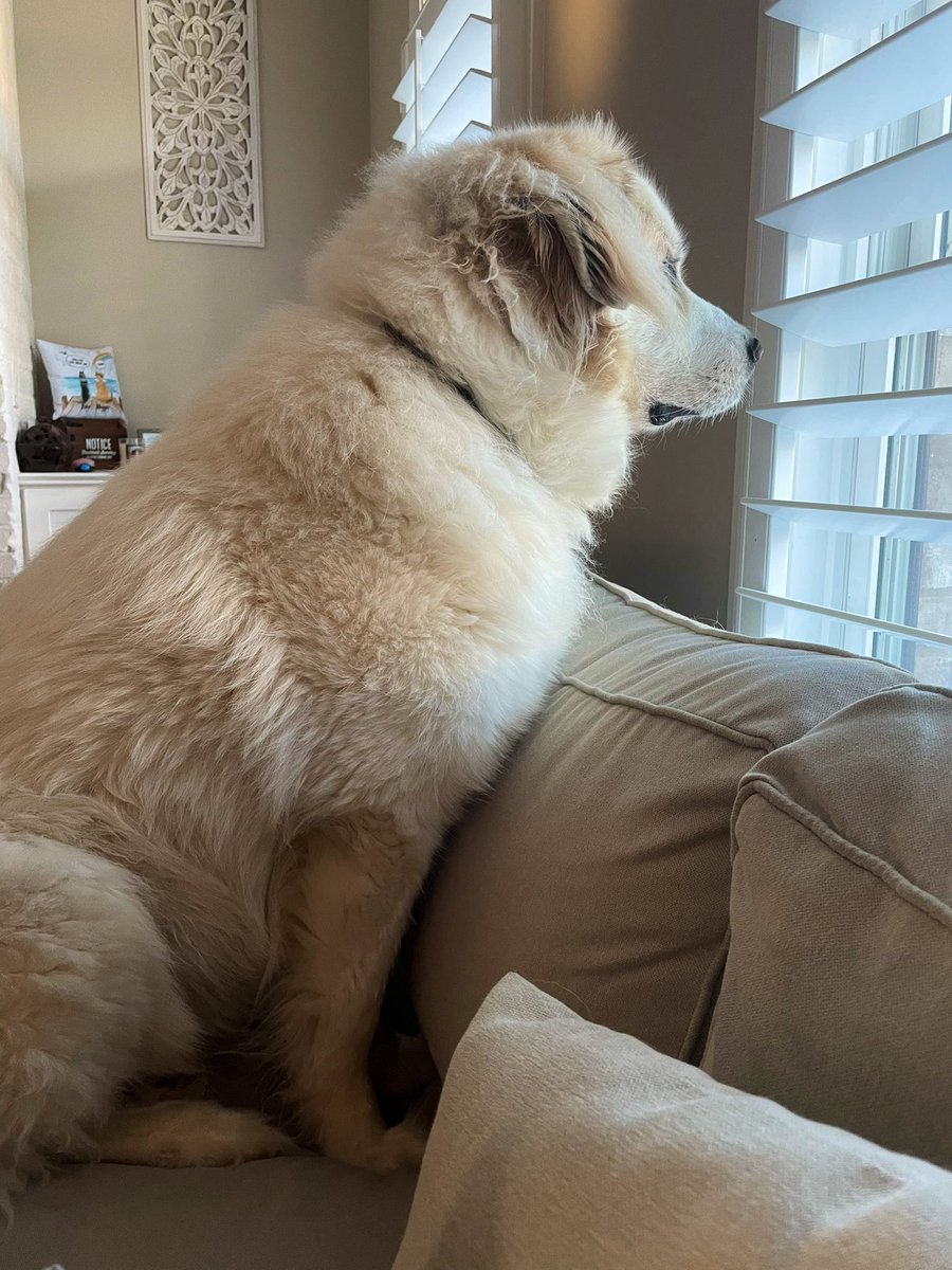 That look when sissy is walking up the steps to come inside and pet us and give us treats! 🤩🐾♥️
#InternationalDogDay #NationalDogDay #dogsoftwitter
