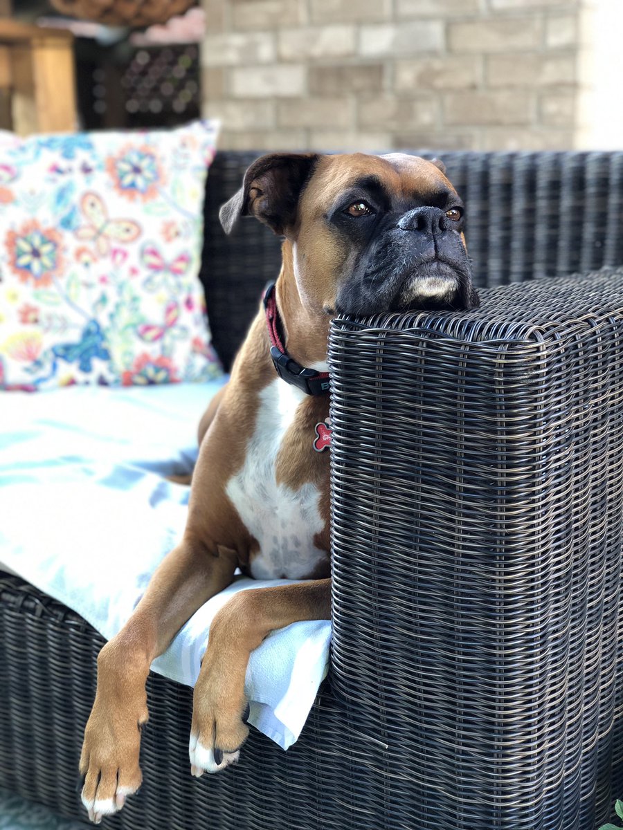jlhewitt's tweet photo. Kicking off vacation with this sweet boy! ❤️🐾 
Happy #InternationalDogDay to all the doggo families! #DogsofTwittter #lovemydog https://t.co/r856xYILF4