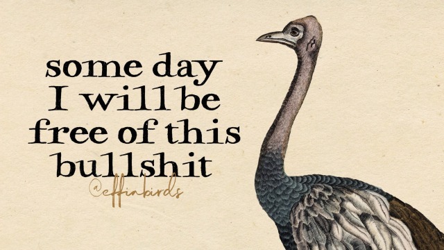 Effin' Birds tweet media