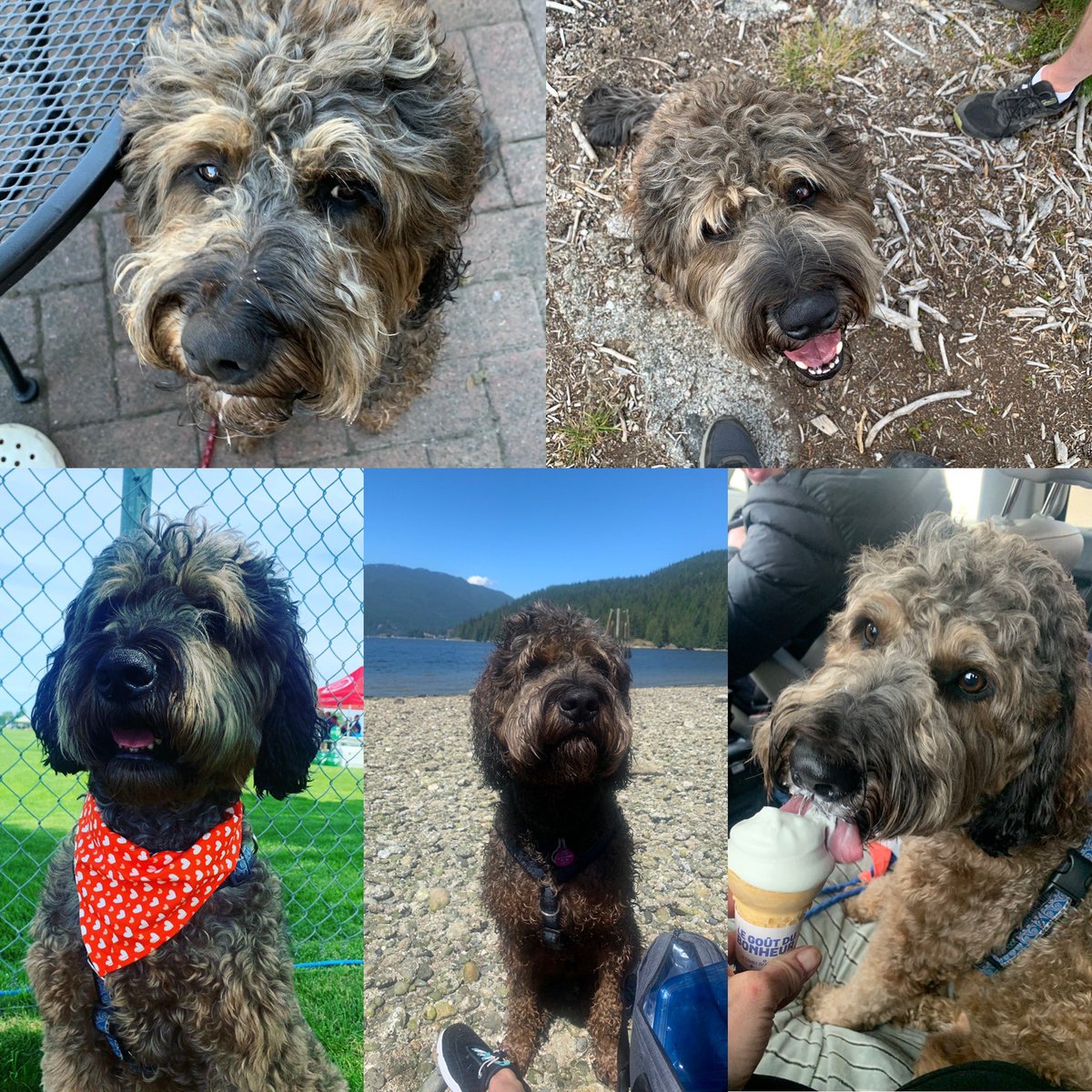 DConnellyNW's tweet photo. Happy #InternationalDogDay #DogsOfNewWest #Whoodle ❤️🎉❤️ https://t.co/OTTtWDmqsx