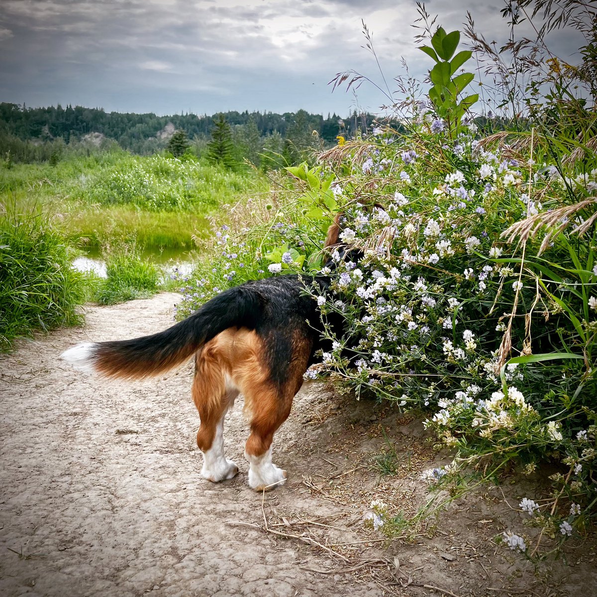 Happy #InternationalDogDay from Fred!