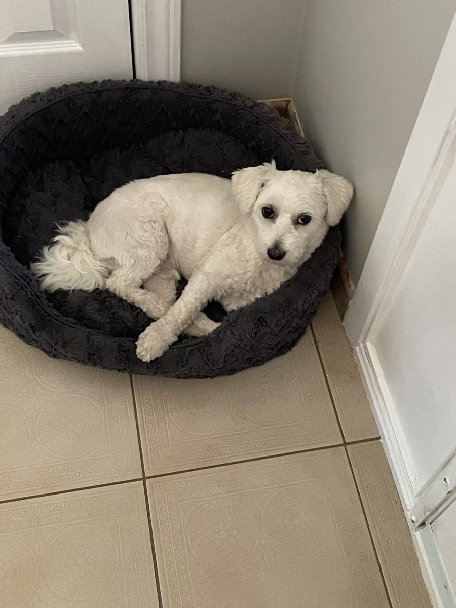 Happy International Dog Day!!   Mylo says hello.