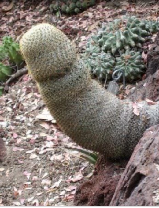 NahanniFinanci1's tweet photo. @lilchiva @HomegrownJoan2 @Porkchop_EXP @SaadMaan15 @InsideBeing @alisonegeer @Ugo_UF @ernest My succulent contribution for #PhallicFriday https://t.co/fozuXzHmEg