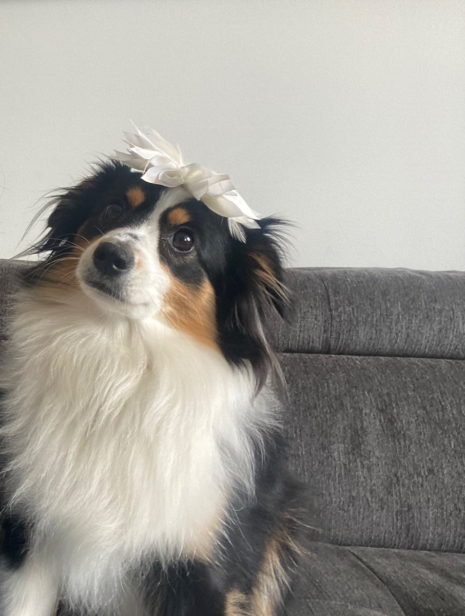 Today I feel perfectly balanced. Like this flower on Jumbo’s head. 🌺