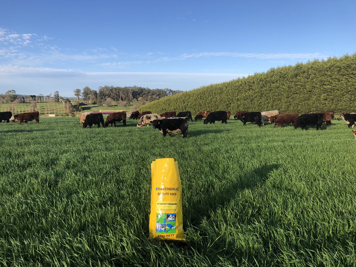 angus_olding's tweet photo. Late sown Dictator 2 barley and Tempo Italian ryegrass looking the goods. It’s first graze for the Lardner Park Steer trial @LardnerPark @BarenbrugAUS https://t.co/MOFQSiMZ65