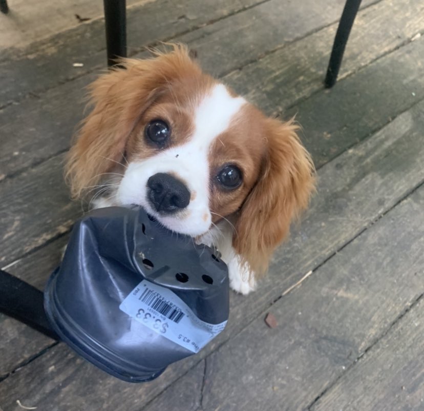 Emannjudd's tweet photo. @JRubinBlogger Can never have too many pictures of dogs ! This is Louis ! https://t.co/ChxEWenP2P