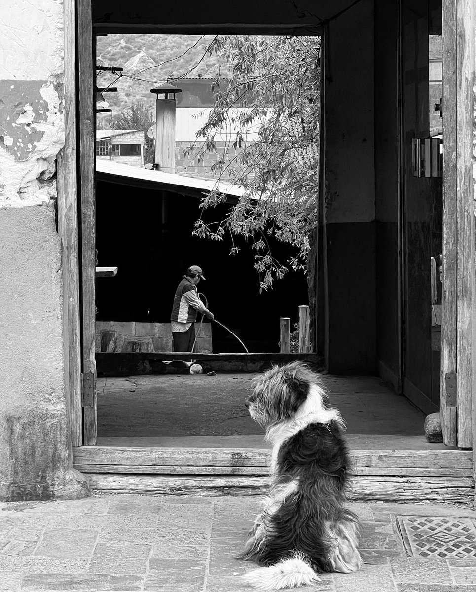 WATAR31068237's tweet photo. #urubamba 🍃 https://t.co/0vedPF5Ukp