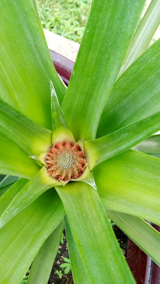 😱 OMG.. baby pineapple ( more pictures soon)