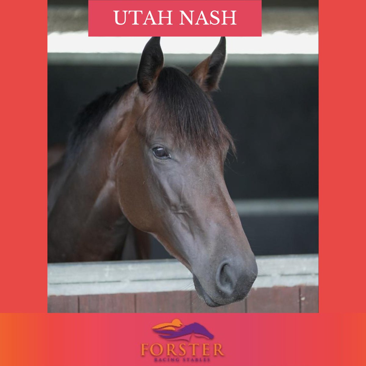 Desracing74's tweet photo. It's the last Saturday of winter and we're at home with two runners today at Eagle Farm.
Couldn't Refuse - R2 OPEN Hcp - 12:18pm
Utah Nash - R5 3-Y-O Plte - 2:03pm
Enjoy the last of the chilly weather and have a great weekend!
#racingqld #utahnash #couldntrefuse #horserace https://t.co/sJdGTmqfKh