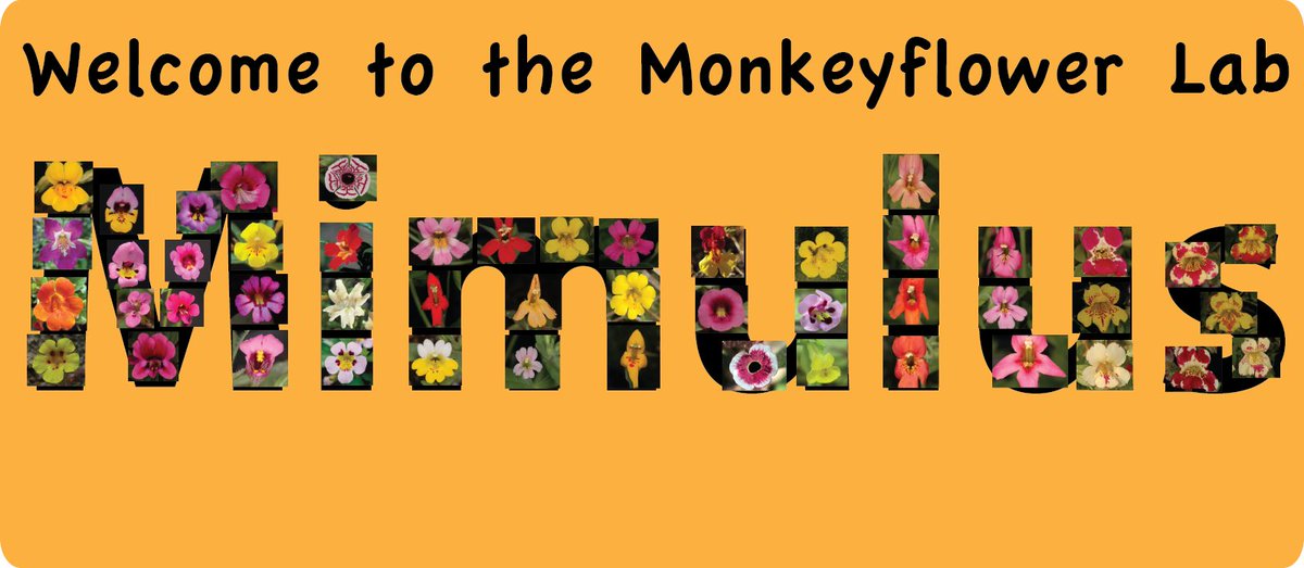We are looking for a lab technician to help with various projects on the genetics bases and developmental mechanisms of floral trait diversification in #monkeyflowers (#Mimulus). Detailed job description please see jobs.hr.uconn.edu/cw/en-us/job/4…. Please RT!