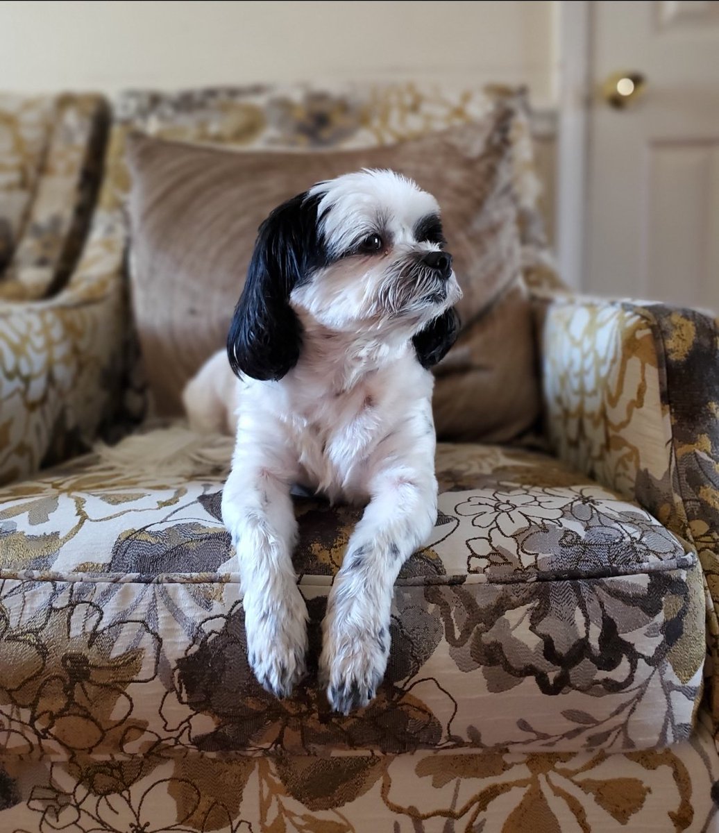 CAPITALBALLOONCHICKS tweet media