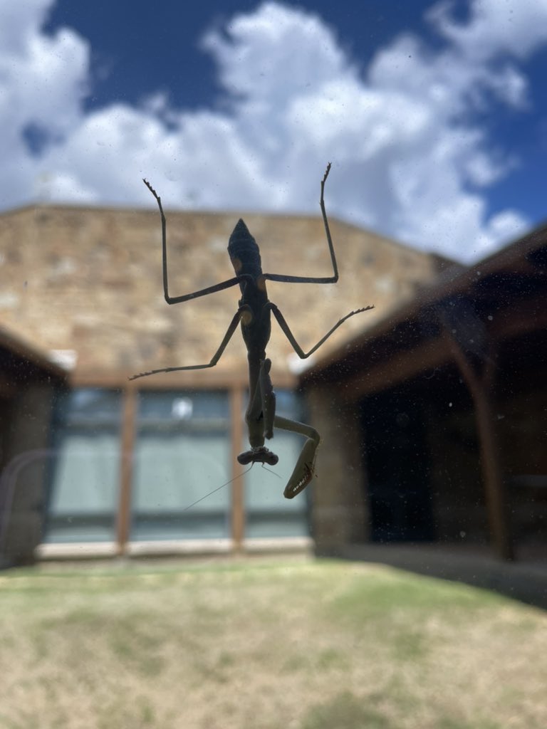 ibmisstitus's tweet image. G5s spotted this little guy outside the library!🌿 #waexcels #wabradleylibrary
