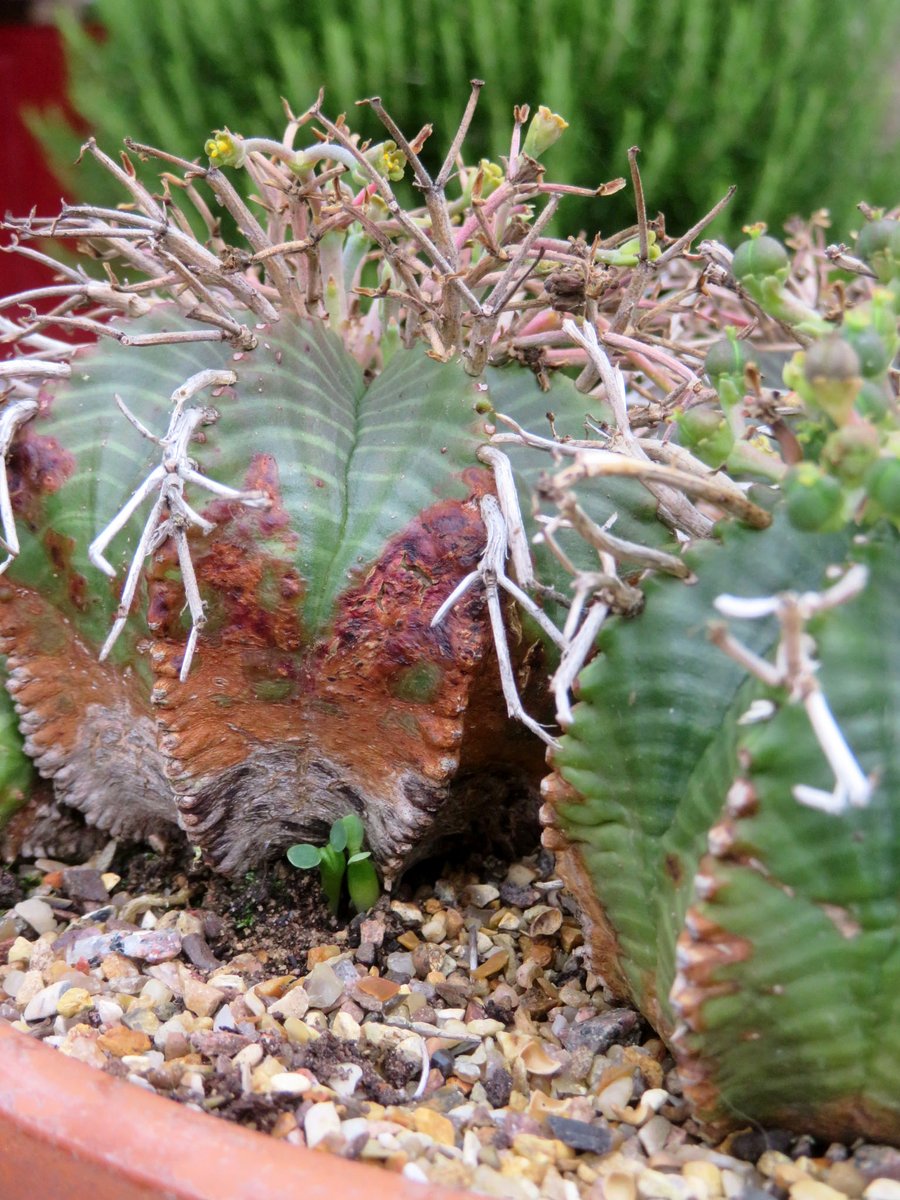 ThreadSquirrel's tweet image. We've been collecting seeds from our Euphorbia #succulents this week.  I sew little mesh drawstring bags to put over #Euphorbia meloformis plants because they have exploding seedpods.  We've got a few seedlings popping up in the pot so it looks like some escaped!  #GardenersWorld