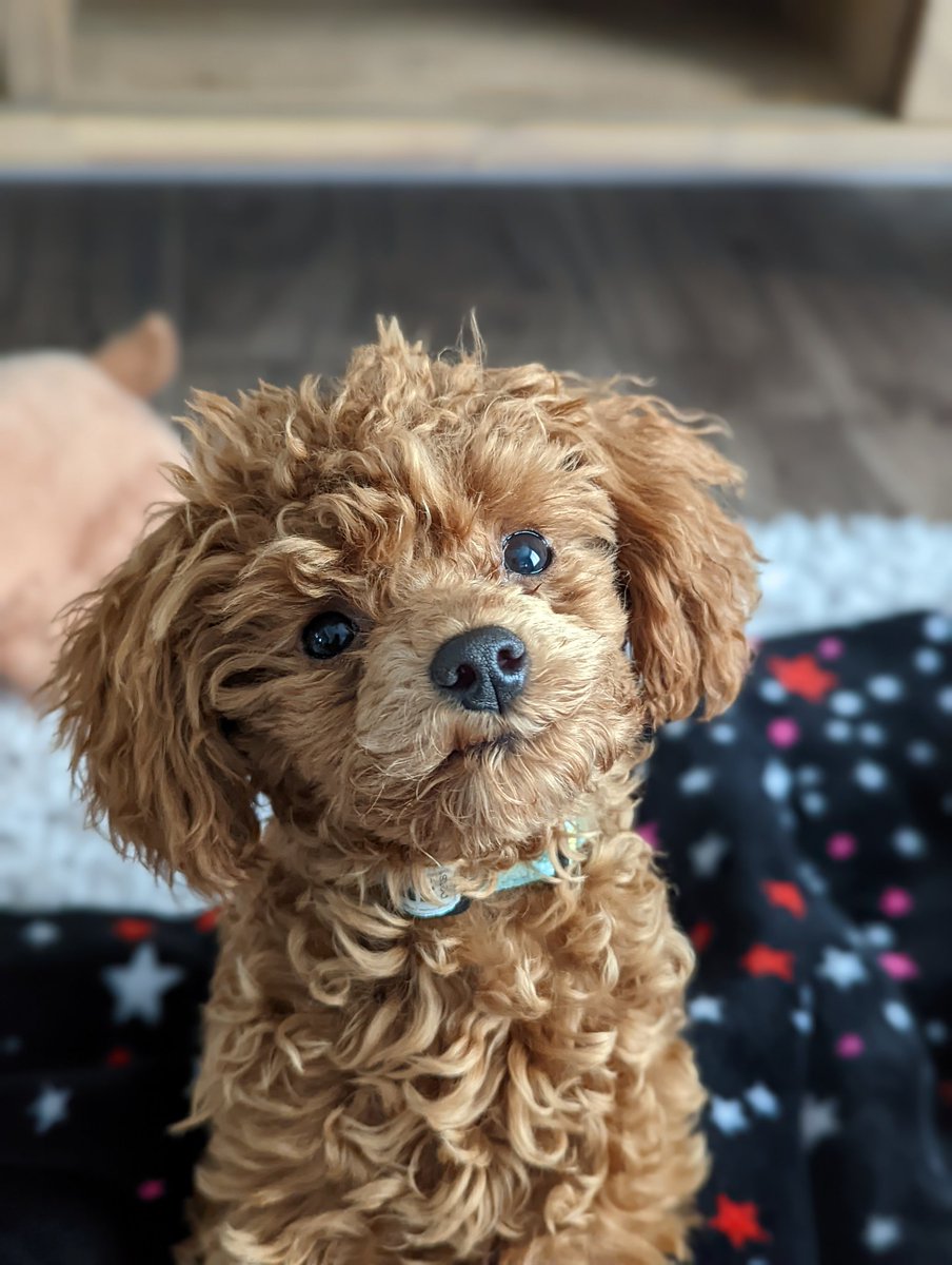 tekkaostacos's tweet photo. Picture of Norman for international dog day! #InternationalDogDay https://t.co/vHuv8Gt0hY