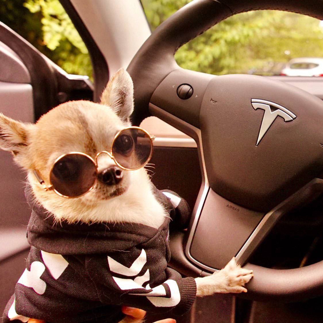 ChinaZj96's tweet photo. @babydoge @babydoge @elonmusk @cz_binance @binance Today is a big day. Let's save the dogs all over the world. https://t.co/0KYcU52w4T