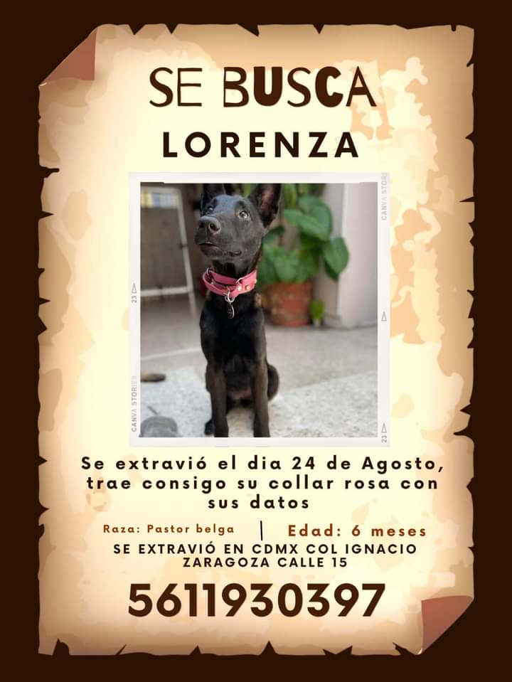 segoviasan's tweet photo. #CDMX ayúdanos a encontrar a Lorenza 

@MascotasSismo @CaninaAmber @UbicapetMexico @PerrosPerdidosA @PerrosPerdidosA @PrrosPerdidosMX @PerdiMiMascota @PerdiDogsMx @lawera33 https://t.co/g2tNlJo5TB