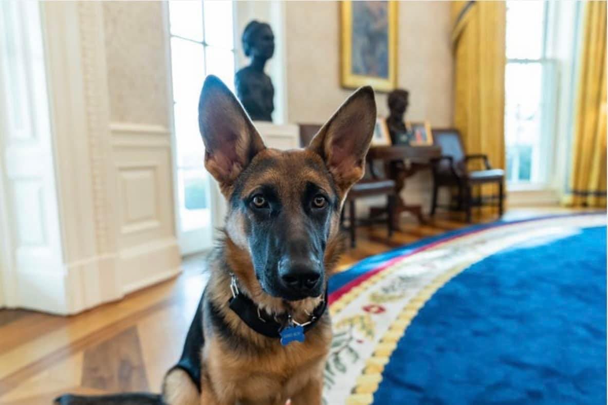 The Oval Pawffice® 🇺🇸 DOTUS Fans tweet media