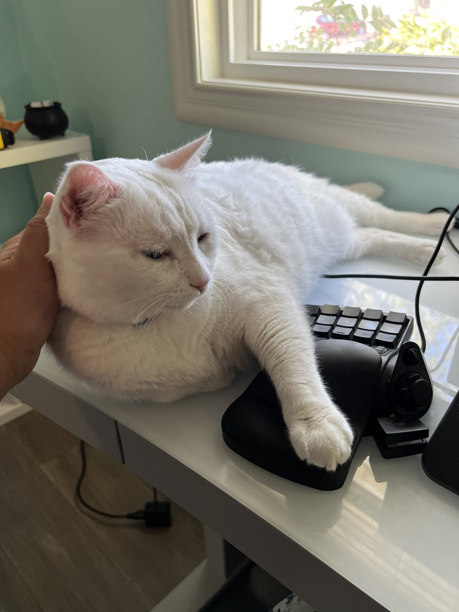 No work. Only pet.