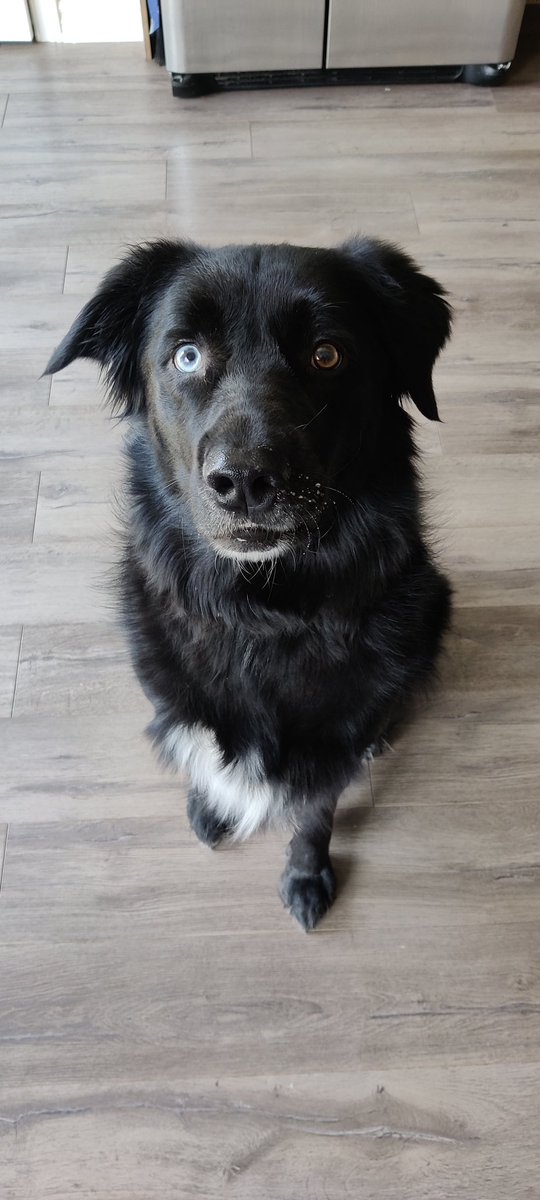 rhiharran's tweet photo. @ctvottawa This is Buddy 🐾 https://t.co/1hIWyjwWZN