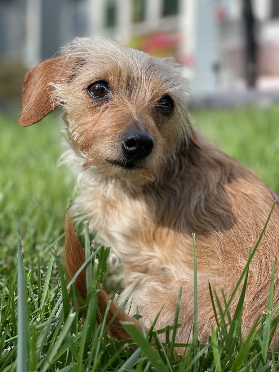 kevincroxall's tweet image. Happy International Dog day to my small friend!