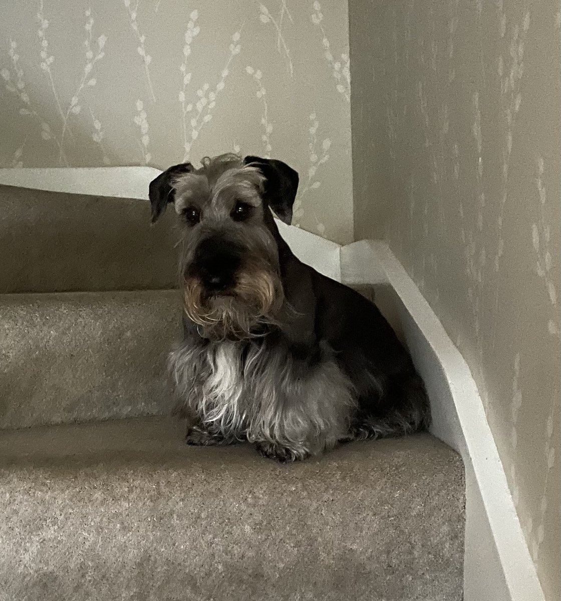 #InternationalDogDay #CeskyTerrier #RareBreed meet Chester 😍🐶