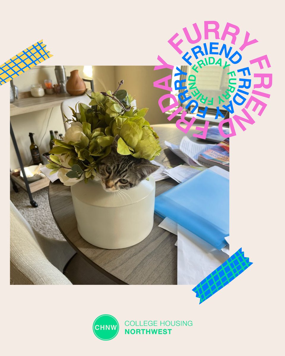 CHNWHousing's tweet photo. It's Furry Friend Friday at College Housing Northwest! Yumi and Moki just moved in with us this summer at Goose Hollow and they sure enjoy getting into mischief! https://t.co/MhTe2x9qob