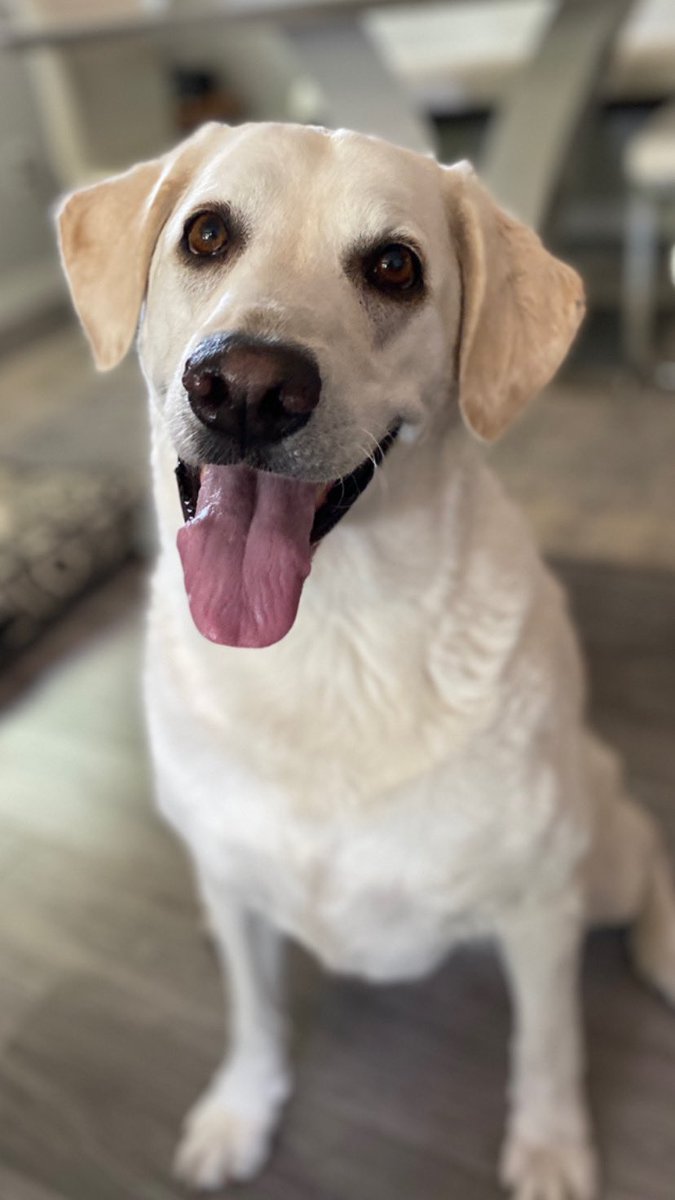 Happy International Dog Day! This bestest girl belongs to @StephieJansen Bianca loves all things winter, almost any food, playing ball and swimming in the river! 🐾 #dogwalker #petsitter #yeg #InternationalDogDay #DogsOnTwitter