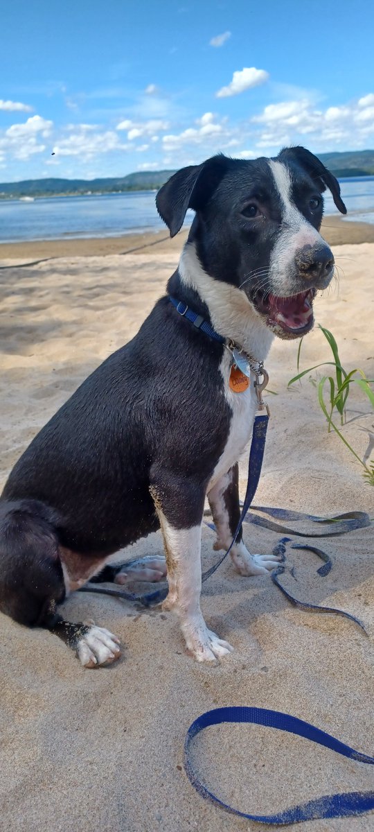 In honour of #InternationalDogDay, I share a photo of my rescue pup Bounty having fun on the beach and ask, do dogs smile? I think they do.