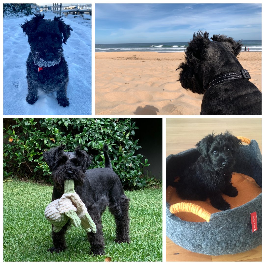 It took my husband Rob over 8 years to convince me to get a dog (crazy, I know). Today I can’t imagine life without this little bundle of joy. So here’s to all us dog lovers and our best mates on this #NationalDogDay. (I’d love to see your pics, please share!) #DogsOnTwitter