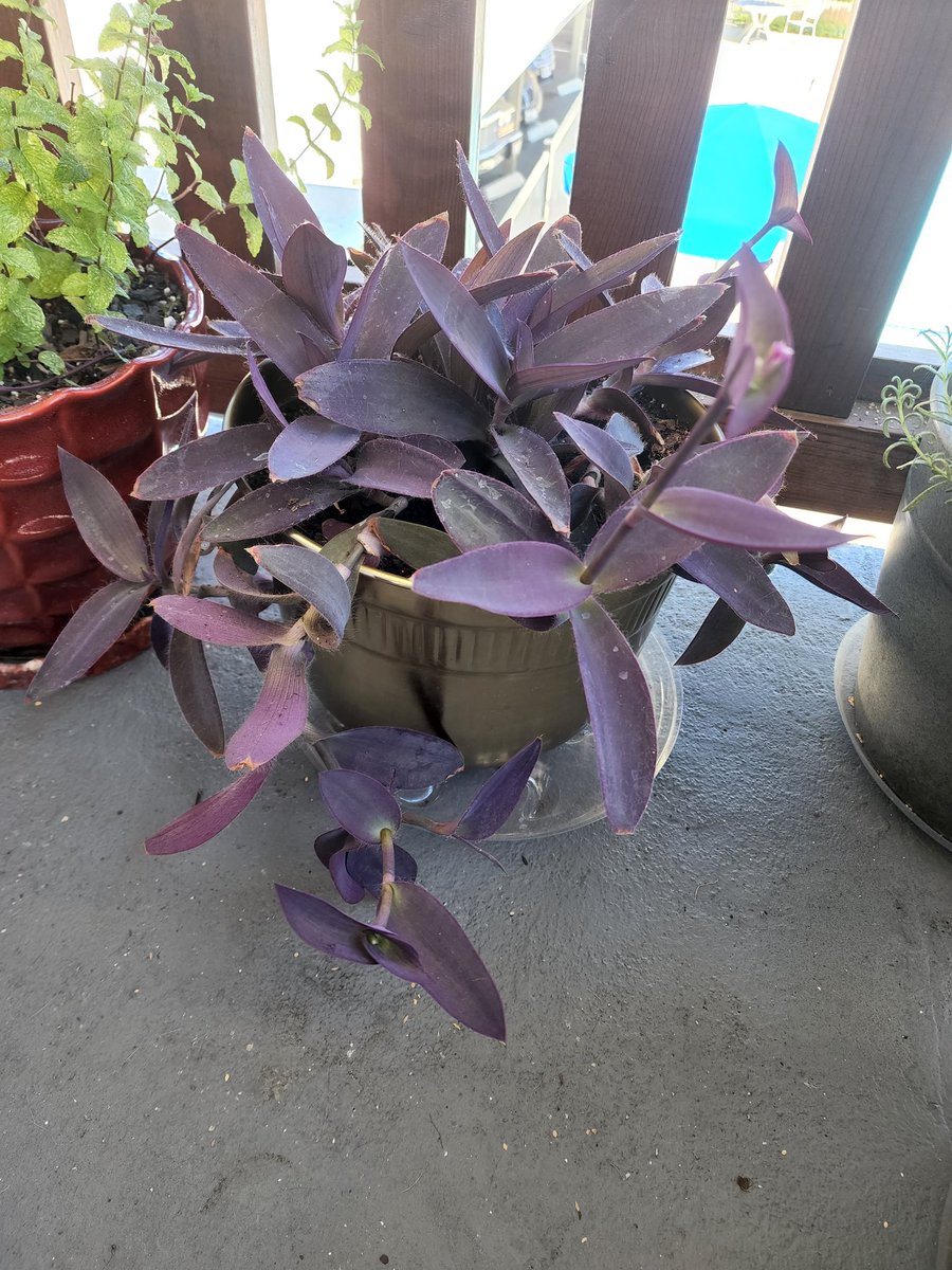 shipofdreams3's tweet photo. A little over a year ago I illegally downloaded this Purple Queen. She is *thriving* in California and today she grew her first flowers! https://t.co/YZUYrzjuJk