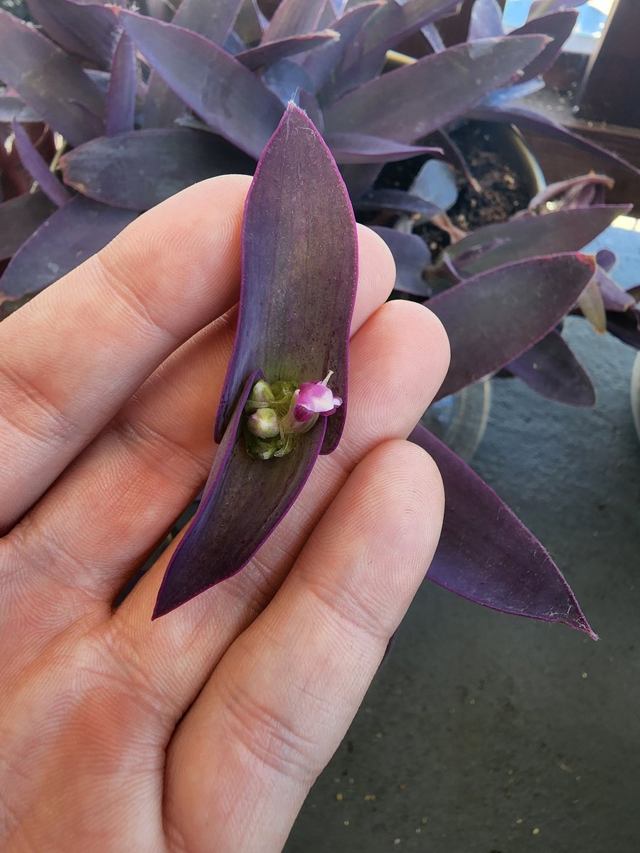 shipofdreams3's tweet photo. A little over a year ago I illegally downloaded this Purple Queen. She is *thriving* in California and today she grew her first flowers! https://t.co/YZUYrzjuJk