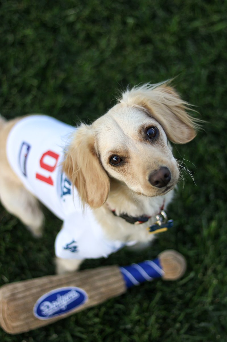 megrow1's tweet photo. @SportsNetLA Sandy Koufax the pup 💙⚾️ https://t.co/9RhBLtGSyd