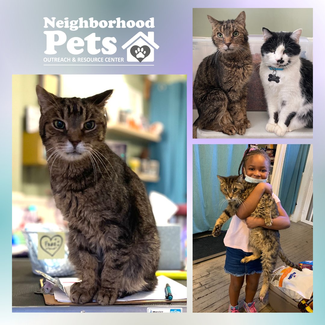neighborpetscle's tweet photo. Last month, our team had to say goodbye to our resident cat Tommy. #RainbowBridgeRememberanceDay is held annually on August 28th as a day to remember the pet companions we’ve lost. This weekend please consider donating in honor of our beloved Tommy ❤️: https://t.co/fJfzoGVv1Q https://t.co/uo5mQk5Url