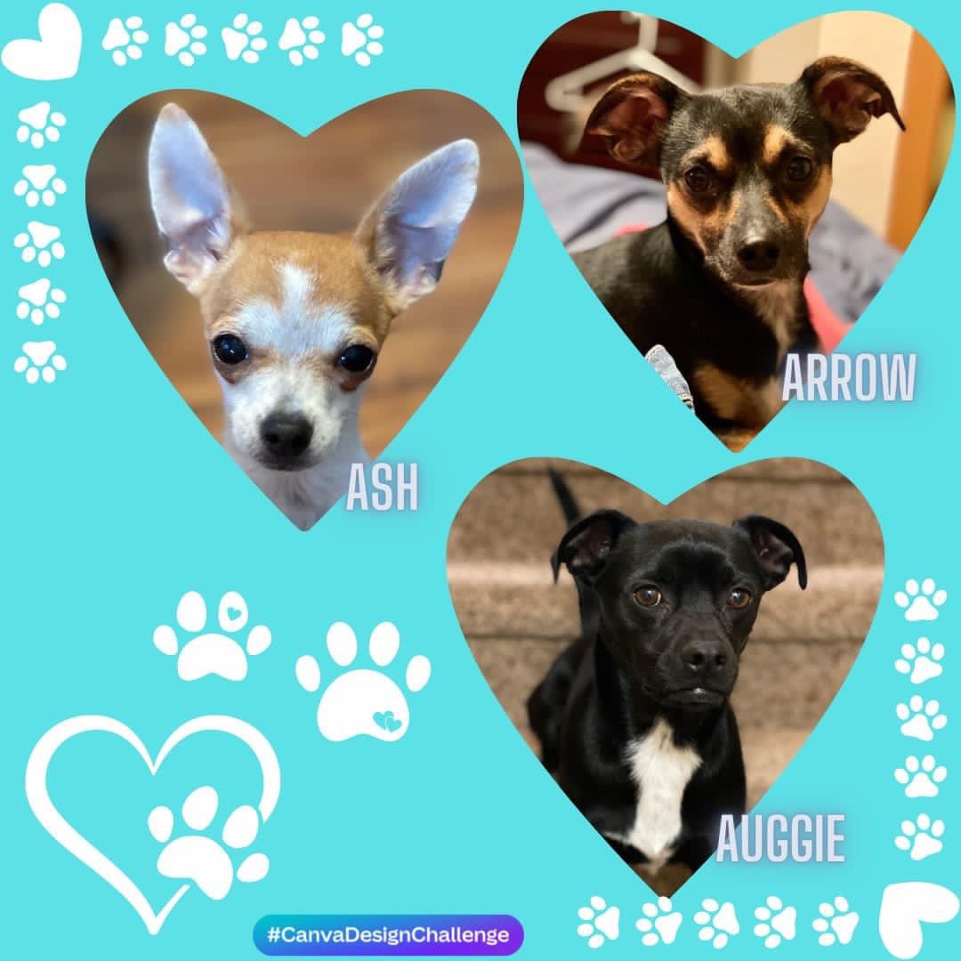 #NationalDogDay #CanvaDesignChallenge