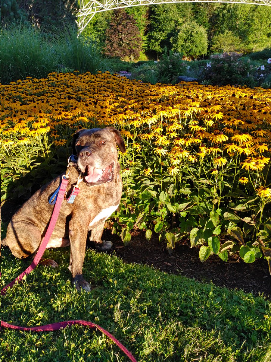 BLOCKYDOGS's tweet photo. Happy #NationalDogDay! ❤️Trooper
#PresaCanario #RescueDog #rescuedandloved #blockydog https://t.co/LhasOehG9q
