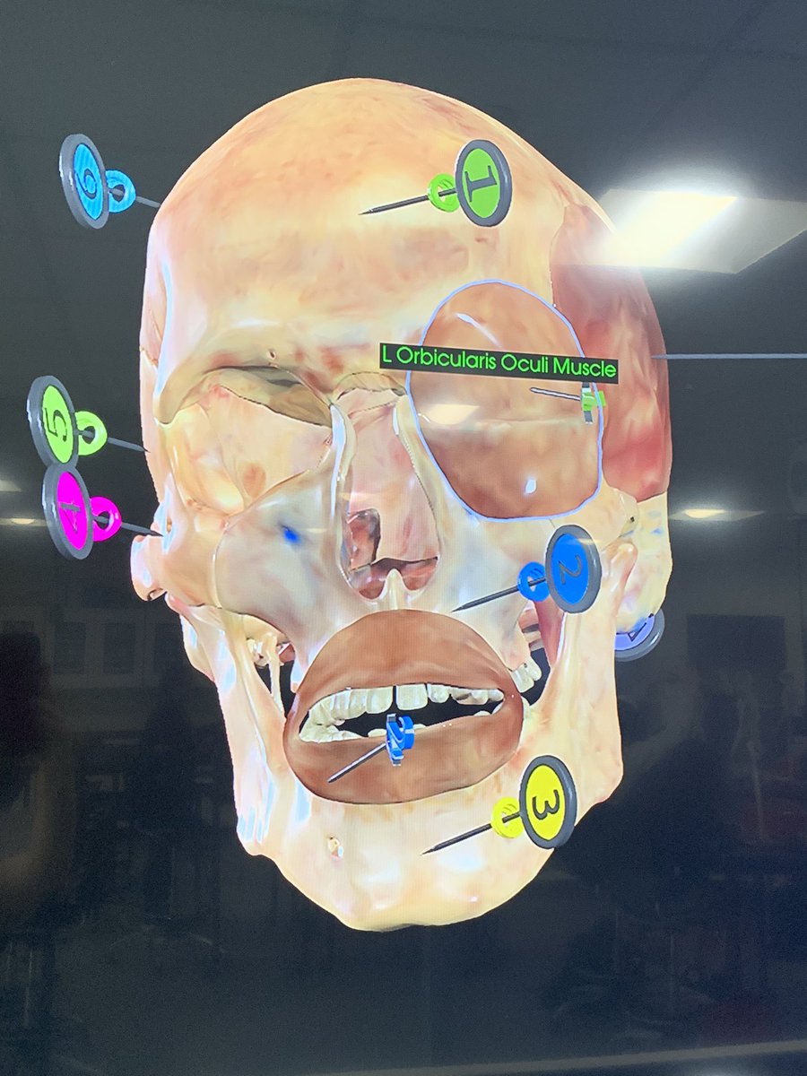 Honors Human Body Systems beginning to build on #PLTW Manikens. #MCHS