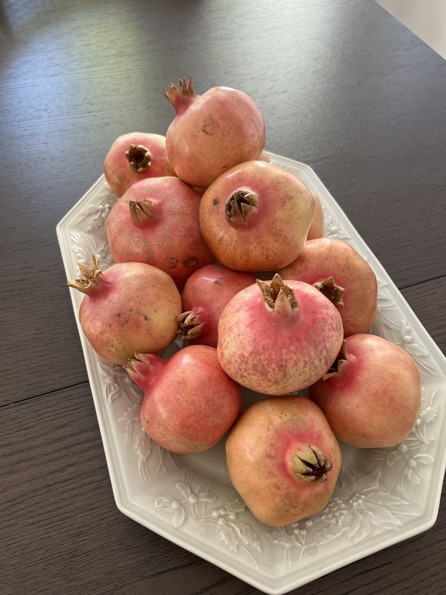 hotadjika's tweet photo. Successful harvest https://t.co/Qpu0dUVzF2