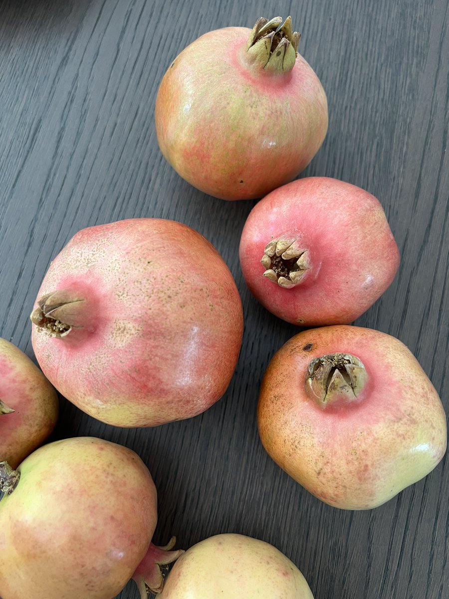 hotadjika's tweet photo. Successful harvest https://t.co/Qpu0dUVzF2