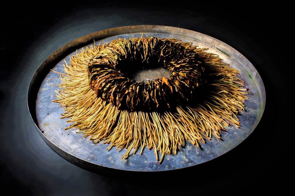 Zaterdag 27 augustus vanaf 10.00 u. bij Blikveld <a href="/NOVOdrie/">NOVO3</a> : Saskia Heijboer, voorzitter VM, over de opbouw en opening van de expo Magnolia grandiflora <a href="/DePetrusVught/">@depetrus.nl</a> #Vught
vughtsmuseum.nl/2022/08/21/exp…