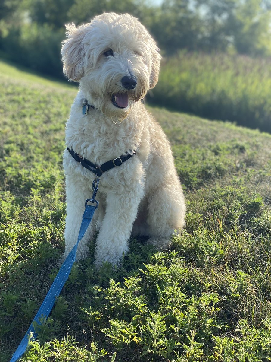 InsideNatGeo's tweet photo. This is Keenu, named after Keanu Reeves. He is a Whoodle (Wheaten Terrier Poodle) and his favorite place to adventure is on hikes with his humans. 

Here, Keenu is seen on the move in the prairie in Illinois and enjoying the sun on a morning walk. https://t.co/pIbnY3LLGO