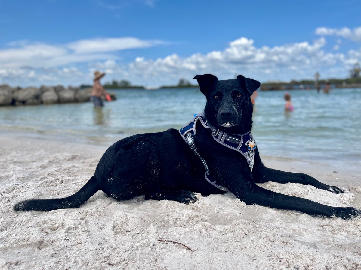 JillianSteinbe3's tweet photo. @CindyMKelly @PatrickHwuMD Eugene loves the beach! https://t.co/EmVu4zWSFt
