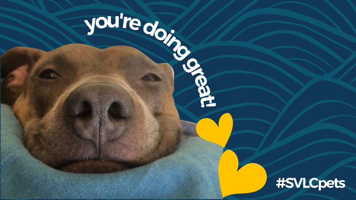 SVLawCenter's tweet photo. Our work can be difficult and heavy. We couldn't imagine getting through the day without #SVLCpets by our side, routing for you behind the scenes!

Pitbull pup Bea says: "I hope you find a moment of joy today. No matter what, you're doing great!"

Happy #InternationalDogDay https://t.co/33ASKeNDNe