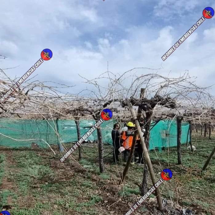 fdo2000's tweet photo. 🔴 Último Minuto
Accidente aéreo se registra en sector Las Bandurrias en San Esteban Región de Valparaíso, se trata de caída de Helicóptero el cuál falleció el piloto, en el lugar trabaja Bomberos Santa María, San Esteban y Carabineros @biobio @chile_accidente @Pabl0Manzanares https://t.co/0g2lc70tPp