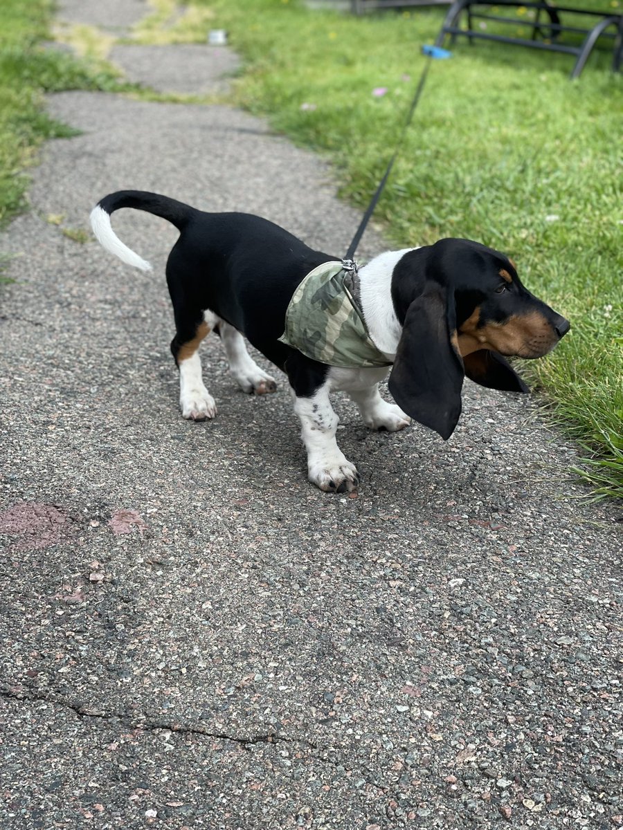 boobookitty7725's tweet photo. #InternationalDogDay #bassethound #puppylove #thoseears https://t.co/z58f0TrBjG