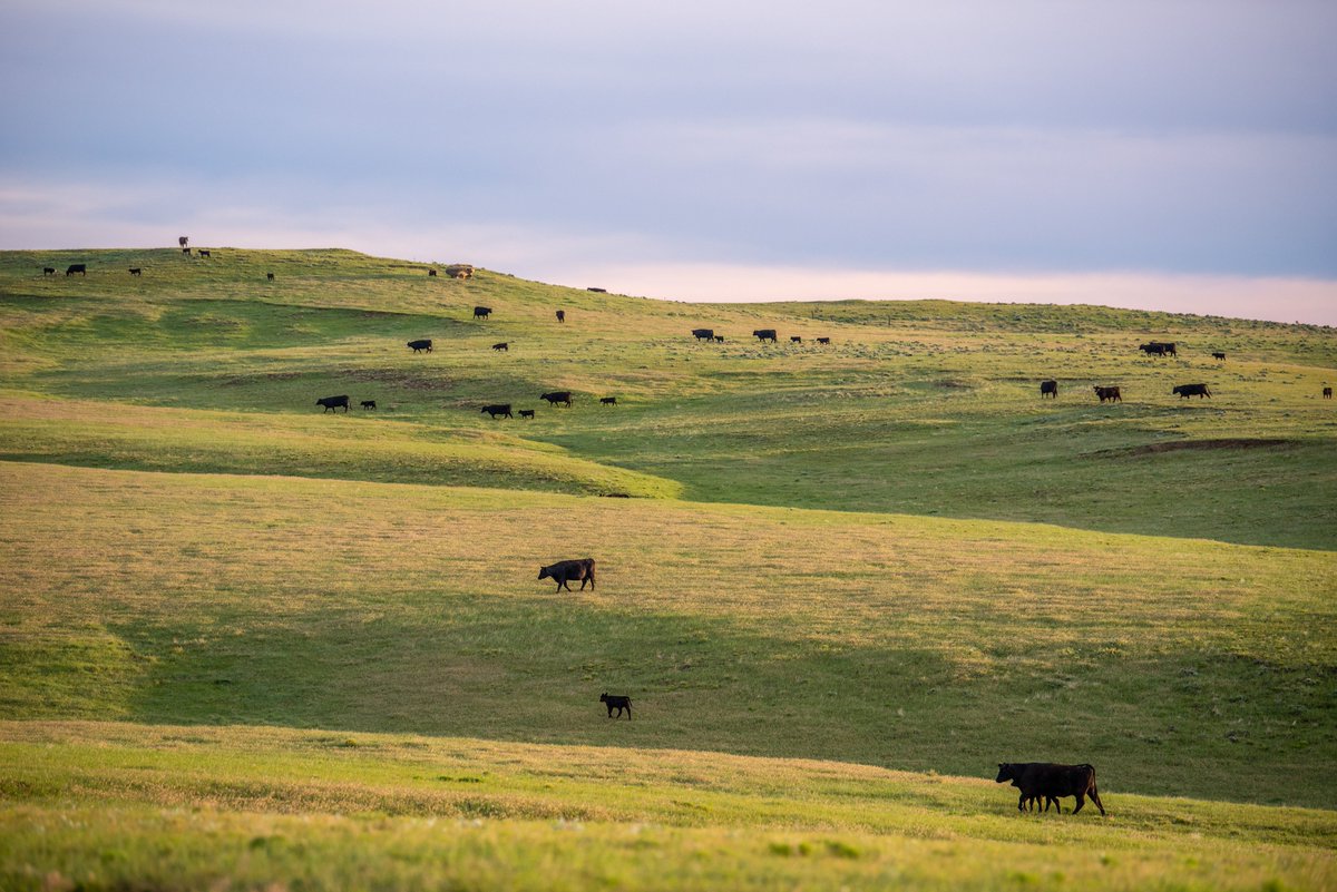 LPC_Members's tweet photo. Sunrise and sunset are often times the most picturesque time on a ranch — and these winning Best of the Bunch photos prove it. Take a look at the top 3  in the Livestock-Scenic category of the 2022 Best of the Bunch contest.

Full results here: https://t.co/eCZicTUzPf https://t.co/M3VqRxcdw4