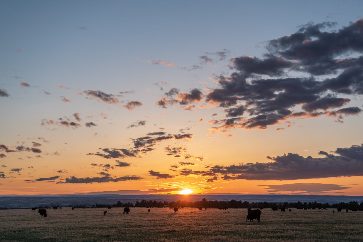 LPC_Members's tweet photo. Sunrise and sunset are often times the most picturesque time on a ranch — and these winning Best of the Bunch photos prove it. Take a look at the top 3  in the Livestock-Scenic category of the 2022 Best of the Bunch contest.

Full results here: https://t.co/eCZicTUzPf https://t.co/M3VqRxcdw4