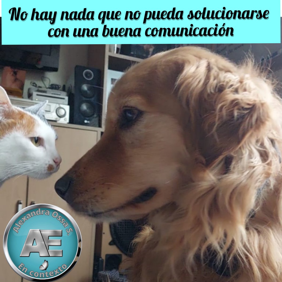 Ossa_Alexa's tweet photo. No importa las diferencias que se tengan...

Siempre hay un punto de encuentro para una buena negociación.

#Comunicatoria #ElPoderDeTuVoz  #ComunicaciónConsciente #coachalexandraossaencontexto https://t.co/cTcpVwb1Oo